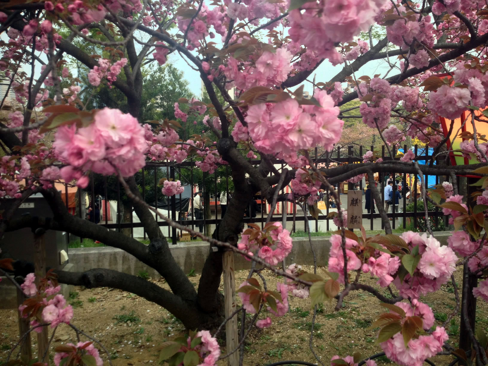 2014年の造幣局桜の通り抜け15 2014年の造幣局桜の通り抜け15